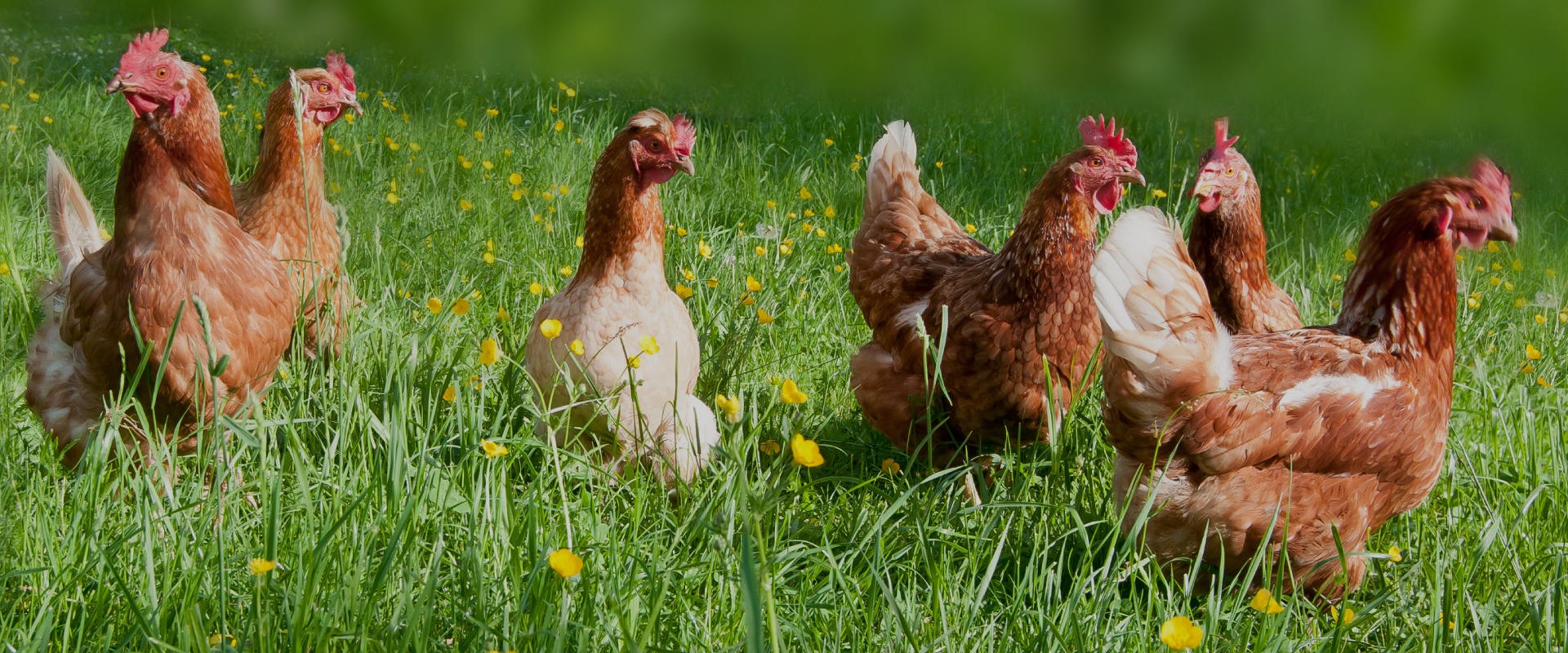 The flock at our Paardeberg partner farm